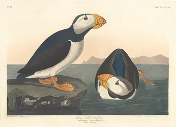 Large-billed Puffin
